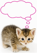 Un chaton curieux pour c&eacute;l&eacute;brer l'amour